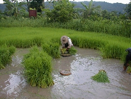 Swiss Support Swiss Thailand - rice harvesting